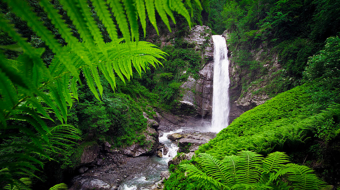 Lagodekhi Managed Reserve: A Gem of Georgian Biodiversity