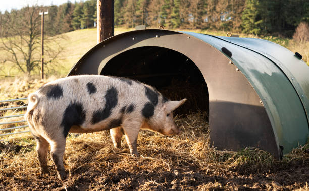 A Mud Hill Slide: A Place to Call Home - Exploring the World of Earthworms