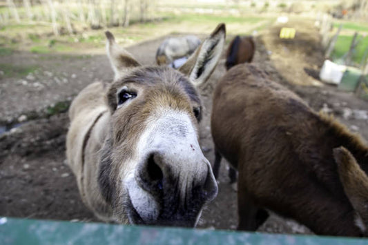 Tbilisi Zoo: Where Donkeys Delight and Adventure Awaits!