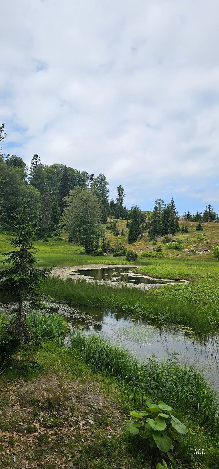 Goderdzi Alpine Garden Park: A Botanical Wonderland in Georgia's Adjara Region