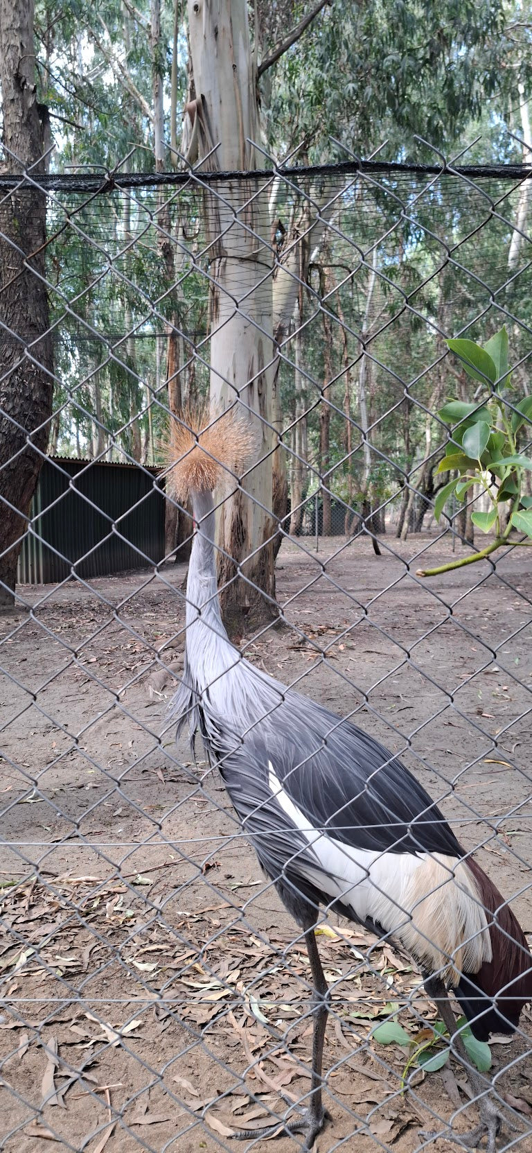 Shekvetili Dendrological Park: A Green Oasis on the Georgian Coast