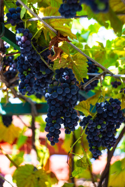 Kakheti Wine Tasting